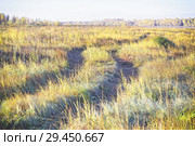 A single track in a yellow autumn field, as background. Стоковое фото, фотограф Круглов Олег / Фотобанк Лори