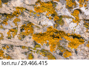 Background, texture - multi-colored lichen covering the surface of the rock. Стоковое фото, фотограф Евгений Харитонов / Фотобанк Лори