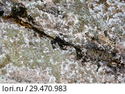 Background, texture - crack in lichen covered of the rock. Стоковое фото, фотограф Евгений Харитонов / Фотобанк Лори