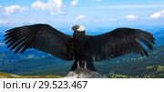 Andean condor in wildness. Стоковое фото, фотограф Яков Филимонов / Фотобанк Лори