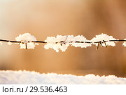 Снежинки на колючей проволоке на фоне закатного неба. Стоковое фото, фотограф Кекяляйнен Андрей / Фотобанк Лори