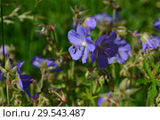 Травянистое растение Герань луговая, или Журавельник луговой (Geranium pratense) Стоковое фото, фотограф lana1501 / Фотобанк Лори