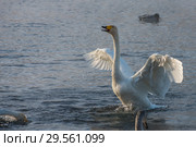 Beautiful white whooping swans. Стоковое фото, фотограф Jan Jack Russo Media / Фотобанк Лори