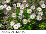 Цветущие маргаритки (лат. Bellis perennis) Стоковое фото, фотограф Елена Коромыслова / Фотобанк Лори