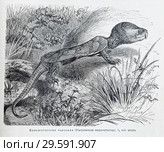 Большеголовая черепаха (Platysternun megacephalum) —  рисунок  из книги А. Брэма "Жизнь животных" 1896 г. Стоковая иллюстрация, иллюстратор Вера Смолянинова / Фотобанк Лори