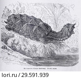 Матамата (Chelus fimbriatа) - рисунок  из книги А. Брэма "Жизнь животных" 1896 г. Стоковая иллюстрация, иллюстратор Вера Смолянинова / Фотобанк Лори