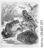 1) Обыкновенная жаба (Bufo vulgaris). 2) Пятнистая жаба (Bufo viridis). 3) Камышовая жаба (Bufo calamita) - рисунок  из книги А. Брэма "Жизнь животных" 1896 г. Стоковая иллюстрация, иллюстратор Вера Смолянинова / Фотобанк Лори