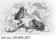 Древесная квакша (Hyla arborea) - рисунок  из книги А. Брэма "Жизнь животных" 1896 г. Стоковая иллюстрация, иллюстратор Вера Смолянинова / Фотобанк Лори