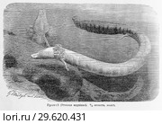 Протей (Proteus anguinus) - рисунок  из книги А. Брэма "Жизнь животных" 1896 г. Стоковая иллюстрация, иллюстратор Вера Смолянинова / Фотобанк Лори
