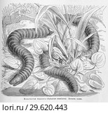 Кольчатая червяга (Siphonops annulatus) - рисунок  из книги А. Брэма "Жизнь животных" 1896 г. Стоковая иллюстрация, иллюстратор Вера Смолянинова / Фотобанк Лори