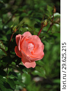 Роза флорибунда Олдерли Парк (Alderley Park), Fryers Roses. Стоковое фото, фотограф lana1501 / Фотобанк Лори