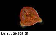 Isolated red tomato flatten out in the studio with black background. Стоковое видео, видеограф Dzmitry Astapkovich / Фотобанк Лори