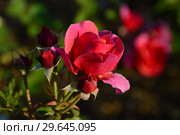 Роза кустарниковая Ладюрэ (Laduree), Massad 2009. Стоковое фото, фотограф lana1501 / Фотобанк Лори