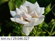 Роза флорибунда Мерси Роуз (Мерси Роз) (Mercy Rose), Harkness, Великобритания 2012. Стоковое фото, фотограф lana1501 / Фотобанк Лори