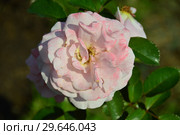 Роза флорибунда Олдерли Парк (Alderley Park), Fryers Roses, Великобритания, 2007. Стоковое фото, фотограф lana1501 / Фотобанк Лори