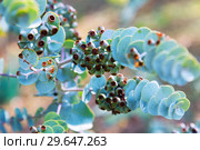 Eucalyptus krueseana plant. Стоковое фото, фотограф Яков Филимонов / Фотобанк Лори