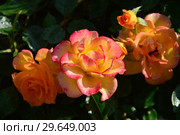 Роза кустарниковая Мериголд Свит Дрим (лат. Marigold Sweet Dream), Fryer's Roses, Великобритания 2010. Стоковое фото, фотограф lana1501 / Фотобанк Лори