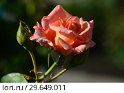 Чайно-гибридная роза Вом Вишес (Rosa Warm Wishes), Fryer's Roses, Англия 1994. Стоковое фото, фотограф lana1501 / Фотобанк Лори