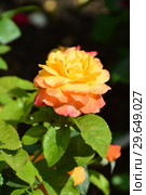 Роза чайно-гибридная Кен Симондс (лат. Ken Simmonds), Gareth Fryers Roses, Великобритания 2007. Стоковое фото, фотограф lana1501 / Фотобанк Лори