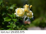 Роза кустарниковая Клэа Остин (Rose Clair Austin, Ausprior) David Austin, Великобритания 2007. Стоковое фото, фотограф lana1501 / Фотобанк Лори