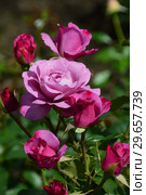 Цветы чайно-гибридной розы Муди Блю (лат. Rosa Moody Blue), Fryer's Roses, Великобритания 2008. Стоковое фото, фотограф lana1501 / Фотобанк Лори
