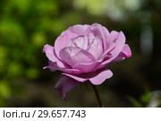 Цветок чайно-гибридной розы Муди Блю (лат. Rosa Moody Blue), Fryer's Roses, Великобритания 2008. Стоковое фото, фотограф lana1501 / Фотобанк Лори