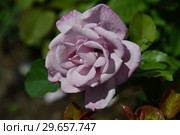 Чайно-гибридная роза Муди Блю (лат. Rosa Moody Blue), Fryer's Roses, Великобритания 2008. Стоковое фото, фотограф lana1501 / Фотобанк Лори