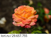 Роза чайно-гибридная Кен Симондс (лат. Ken Simmonds), Fryers Roses, Великобритания 2007. Стоковое фото, фотограф lana1501 / Фотобанк Лори