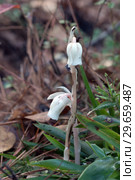 Monotropa uniflora, also known as ghost plant (or ghost pipe), Indian pipe or corpse plant, is an herbaceous perennial plant. Стоковое фото, фотограф Ирина Кожемякина / Фотобанк Лори