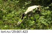 Череп лошади на траве. Skull of a horse on a grass. Стоковое видео, видеограф Евгений Романов / Фотобанк Лори