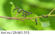 Гусеницы пилильщика березового минирующего на берёзовом листе. Caterpillars of birch leafminer on birch leaf. Стоковое видео, видеограф Евгений Романов / Фотобанк Лори