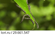 Гусеницы пилильщика березового минирующего на берёзовом листе. Caterpillars of birch leafminer on birch leaf. Стоковое видео, видеограф Евгений Романов / Фотобанк Лори
