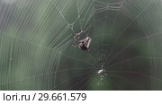 Паук поймал мотылька. Spider catches moth. Стоковое видео, видеограф Евгений Романов / Фотобанк Лори