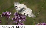 Бабочка Аполлон. Butterfly Parnassius apollo. Стоковое видео, видеограф Евгений Романов / Фотобанк Лори