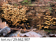 Омфалина колокольчатая. Xeromphalina campanella/ Xeromphalina kauffmanii is a species of mushroom. The common names of the species include the golden trumpet and the bell Omphalina. Стоковое фото, фотограф Ирина Кожемякина / Фотобанк Лори