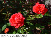 Роза чайно-гибридная Прайд оф Скотланд (Гордость Шотландии) (лат. Rosa Pride Of Scotland)  McGredy, Великобритания 2003. Стоковое фото, фотограф lana1501 / Фотобанк Лори