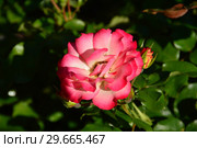 Роза флорибунда Бетти Буп (WEKplapic, Centenary of Federation, Funky), (лат. Betty Boop). Rosebarni,C&K Jones. Carruth, США 1999. Стоковое фото, фотограф lana1501 / Фотобанк Лори