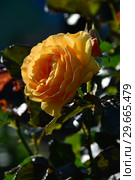 Роза флорибунда Амбер Куин (Амбер Квин, Янтарная королева) (лат. Amber Queen). Harkness Roses, Великобритания 1983. Стоковое фото, фотограф lana1501 / Фотобанк Лори