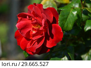 Роза флорибунда Хот Чоколэт (Хот Шоколад, Горячий Шоколад, Хот Кокоа, Горячее Какао), (лат. Hot Chocolate, Hot Cocoa). Tom Carruth, Нидерланды 2002. Стоковое фото, фотограф lana1501 / Фотобанк Лори