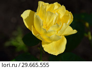 Роза флорибунда Сувенир де Марсель Пруст (Сувенирс де Марсель Пруст), (лат. Rosa Souvenir de Marcel Proust, Souvenirs de Marcel Proust). Коллекция Дельбара (Delbard), Франция 1993. Стоковое фото, фотограф lana1501 / Фотобанк Лори