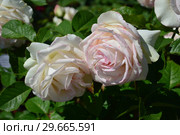 Роза чайно-гибридная грандифлора Мунстоун (лат. Rosa Moonstone), Carruth, Barni, Италия 1998. Стоковое фото, фотограф lana1501 / Фотобанк Лори