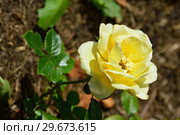 Роза чайно-гибридная Гайс Голд (лат. Guy's Gold), Harkness Roses, Великобритания 2007. Стоковое фото, фотограф lana1501 / Фотобанк Лори