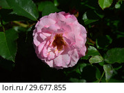 Роза кустарниковая Флёр ан Сэн (Флёрс ан Сэн) (лат. Fleurs en Seine), Dominique Massad Франция, 2011. Стоковое фото, фотограф lana1501 / Фотобанк Лори