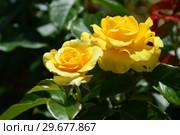 Роза флорибунда Голден Смайлс (лат. Rosa Golden Smiles), Fryer Roses (Фрайер), Англия 2006. Стоковое фото, фотограф lana1501 / Фотобанк Лори
