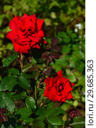 Цветы чайно-гибридной розы Прайд оф Ингланд (Прайд оф Инглэнд) (Rose Pride of England). Harkness Roses, Великобритания 1997. Стоковое фото, фотограф lana1501 / Фотобанк Лори