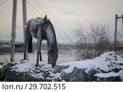 Лошадь (2017 год). Редакционное фото, фотограф Николай Щенников / Фотобанк Лори