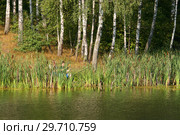 Небольшой водоем у березового леса. Рыбаки с удочками за стеной рогоза. Стоковое фото, фотограф Щеголева Ольга / Фотобанк Лори