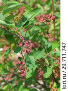 Куст ирги (лат. Amelanchier) с созревающими ягодами. Стоковое фото, фотограф Елена Коромыслова / Фотобанк Лори