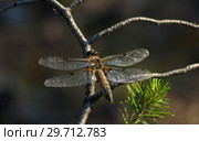 Стрекоза сидит на ветке сосны. Dragonfly sitting on a branch of pine. Стоковое фото, фотограф Евгений Романов / Фотобанк Лори