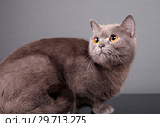 Portrait of a beautiful gray cat. Стоковое фото, фотограф Яна Королёва / Фотобанк Лори